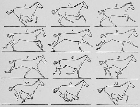 SOME CONSECUTIVE PHASES OF THE GALLOP.