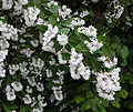 Vignette pour Deutzia scabra