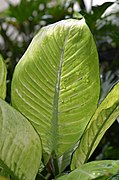 Dieffenbachia 'Tropic Marianne'