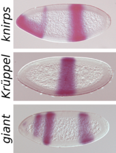 This fruit fly embryo is stained to show the expression of some of the genes (named) that control its development. Drosophila gap gene in situ.png