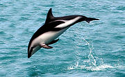 Black and white dolphin