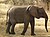 Elephant in Tanzania 0882 Nevit.jpg