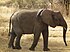 Elephant in Tanzania 0882 Nevit.jpg