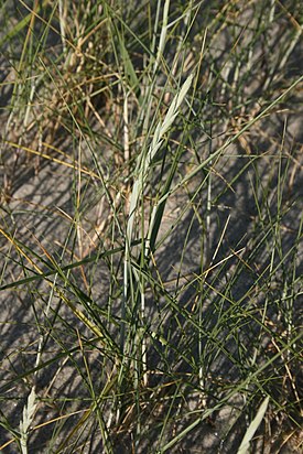 Elytrigia juncea