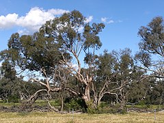 Allure générale (Stearn Plains, Riverina).