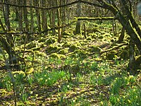 Forest, with moss and daffodils