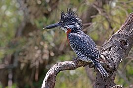 Giant kingfisher