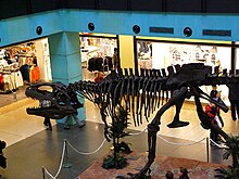 http://upload.wikimedia.org/wikipedia/commons/thumb/1/13/Gigantosaurus.jpg/220px-Gigantosaurus.jpg