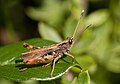 Unidentified grasshopper (Stuttgart, Germany). Schwarze Fühlerkeulen mit weißer Spitze? = Gomphocerippus rufus, die Rote Keulenschrecke. Doc Taxon
