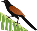 Greater Coucal