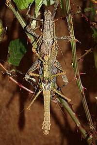 Haaniella saussurei