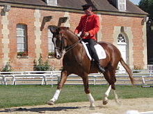 Photo d'un cheval Hanovrien présenté en dressage par un cavalier des Haras Nationaux.