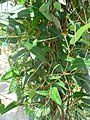 Hardenbergia violacea cv happy wanderer