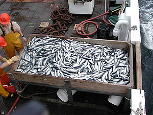 Commercial herring catch