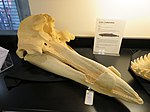 Hubbs' beaked whale skull