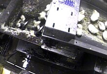 Chicks ground by a macerator HyLineMacerator (4018547060).jpg