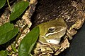 Karolina-Laubfrosch (Hyla cinerea)