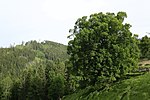 Winterlinde (Tilia cordata)