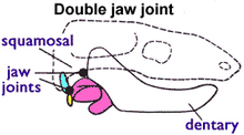 Morganucodontidae and other transitional forms had both types of jaw joint: dentary-squamosal (front) and articular-quadrate (rear). Jaw joint - double.png