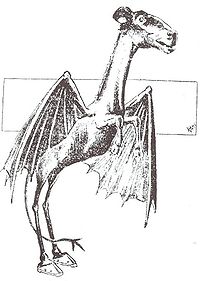 Jersey Devil Philadelphia Post 1909.jpg