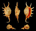 Cinco vistas da concha de Lambis crocata (Link, 1807),[1] encontrada no Indo-Pacífico;[3] espécime das Filipinas.