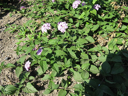 Lantana montevidensis5