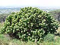 'n Mediumgrootte Kreupelhout op Tafelberg.