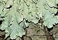 Lobaria amplissima