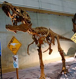 Lythronax skeleton.jpg