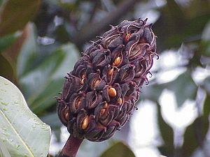 Magnoliernes frøstande viser, hvordan frøene ligger "dækket", dvs. indkapslet i frøskallerne.