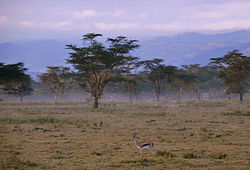 Gazela na jezeru Nakuru