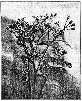 Fig. 24. Cinnabar Caterpillars Feeding. (Photo by W. J. Lucas.)
