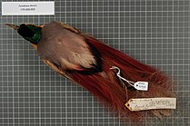 Центр биоразнообразия Naturalis - RMNH.AVES.141692 2 - Paradisaea decora Salvin and Godman, 1883 - Paradisaeidae - образец кожи птицы.jpeg