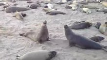 File:Northern elephant seals fighting.webm