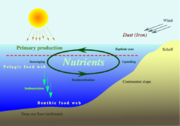 Nutrient cycle in the oceans.