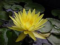 Nymphaea mexicana 1. jpg