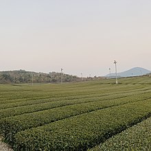 O'Sulloc Tea Field