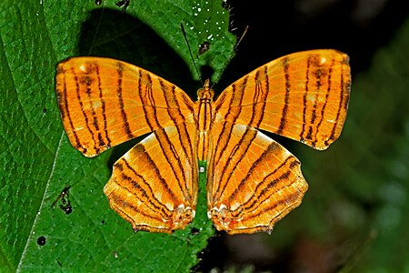 Dorsal view