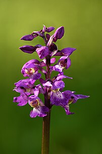 Inflorescence d'un orchis mâle. (définition réelle 5 504 × 8 256)