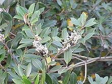 Osmanthus heterophyllus1.jpg