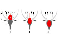 Insertion point: There are three positions of insertion of the ovary at the base of a flower: I superior; II half-inferior; III inferior. The 'insertion point' is where the androecium parts (a), the petals (p), and the sepals (s) all converge and attach to the receptacle (r). (Ovary= gynoecium (g).)