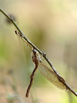 Exemplar macho da espécie Ascalaphus sinister. (definição 1 536 × 2 048)