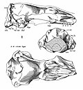 Miniatura per Palaeanodon