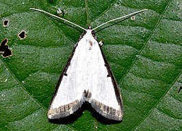 Palpita elealis