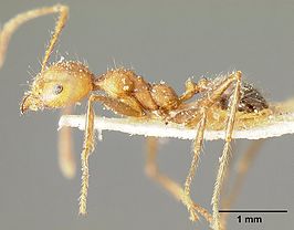 Pheidole inermis