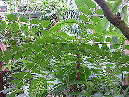 Phyllanthaceae