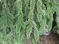 Picea glehnii4.JPG