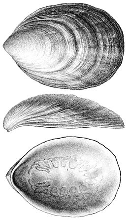 Pilina unguis a scientific illustration