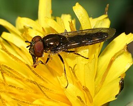 Platycheirus albimanus (male)