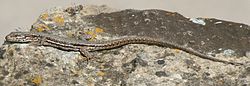 Podarcis muralis, visão geral